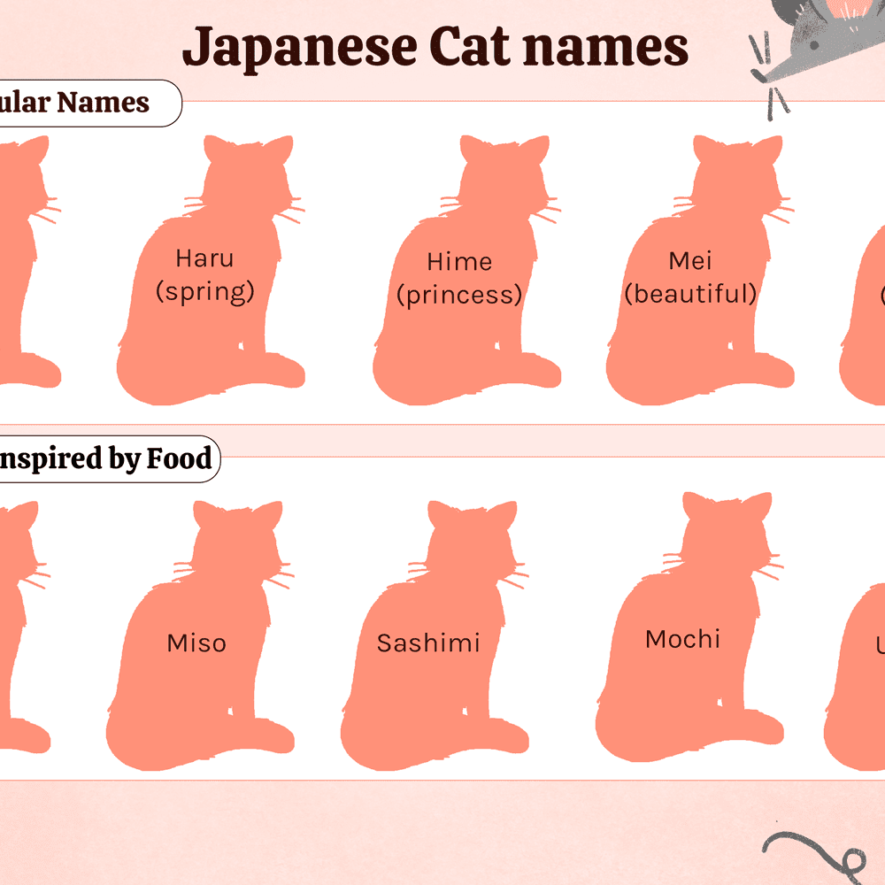 Japanese names for cats and cats