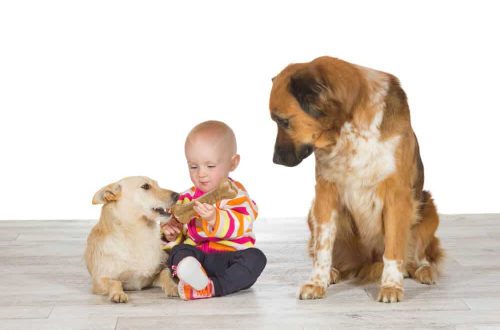 Jealousy: top 3 most jealous dog breeds