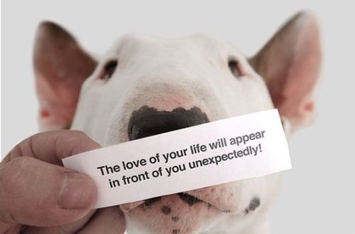 Jokes about bull terriers