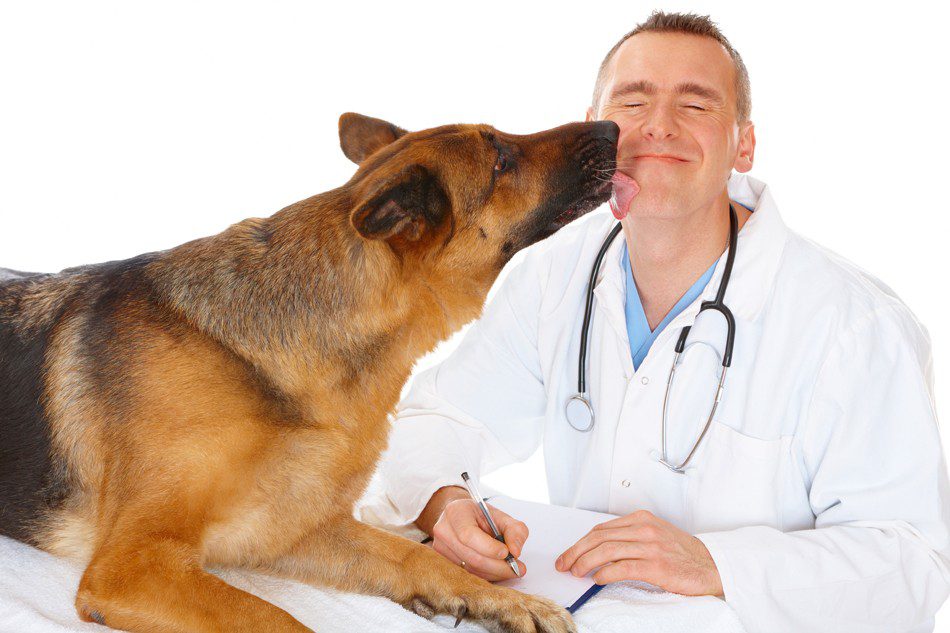 Jokes about veterinarians