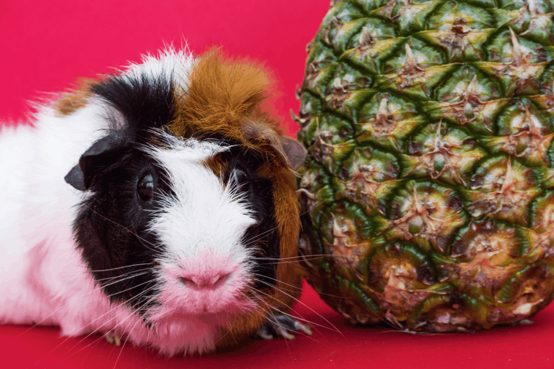 Juicy food for guinea pigs