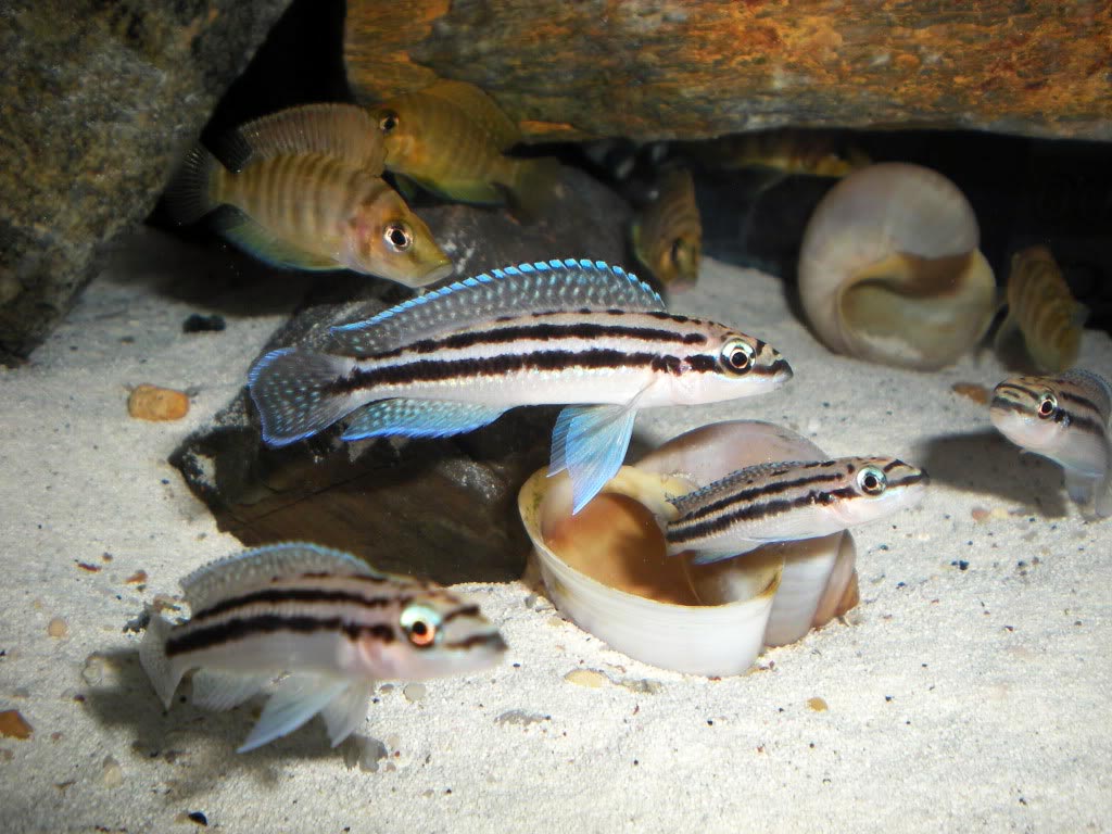 Julidochromis Dickfeld