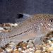 Speckled catfish