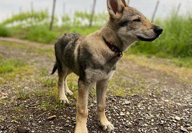 Czechoslovakian Wolfdog Puppy