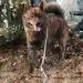 Canadian Eskimo Dog