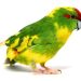 Cramer&#8217;s necklace parrot