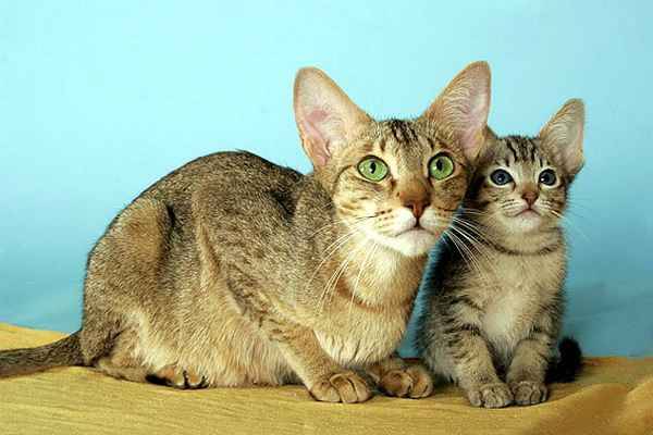 Kanaani cat with kitten