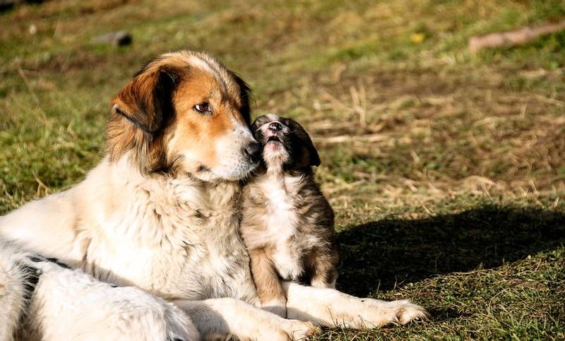 Bulgarian Shepherd with a puppy