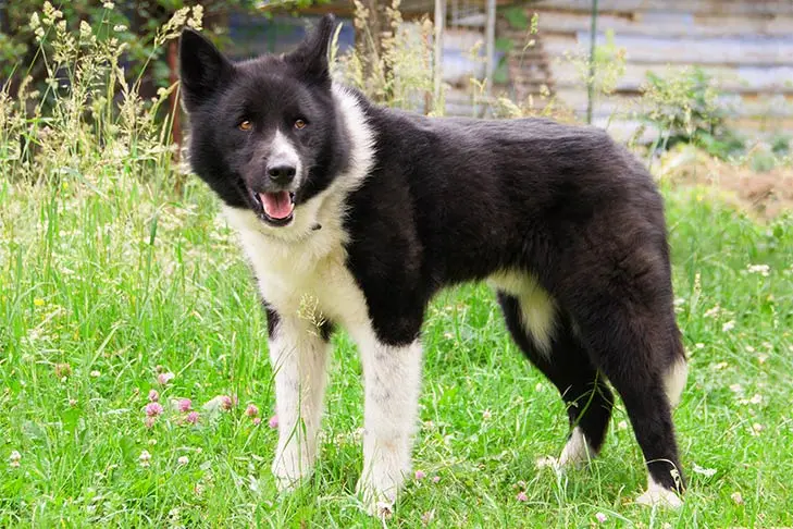 Karelian Bear Dog