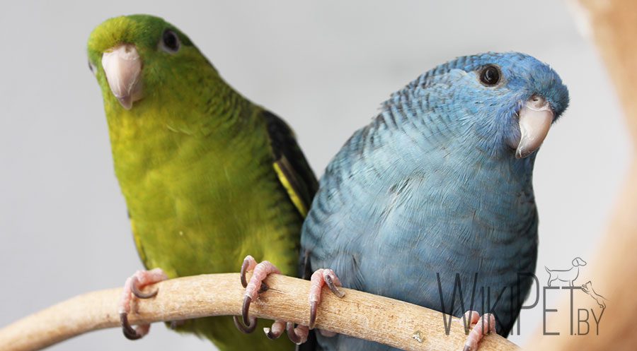 Katerinas thick-billed parrot