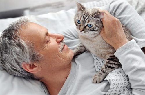 Keeping a cat with pets