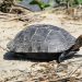 What do you need to keep aquatic turtles?