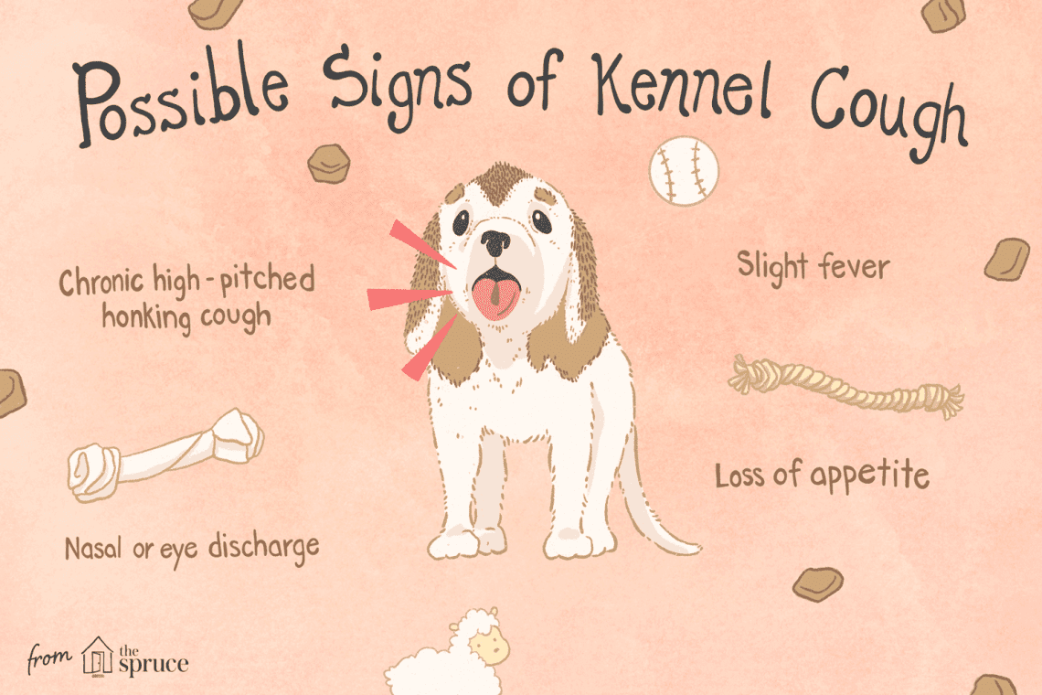 Kennel cough in dogs