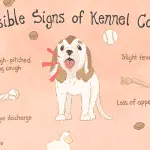 Kennel cough in dogs