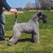 Taigan (Kyrgyz Sighthound/Greyhound)