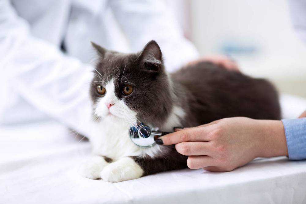 Kidney disease in cats