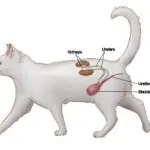 Kidney disease in cats