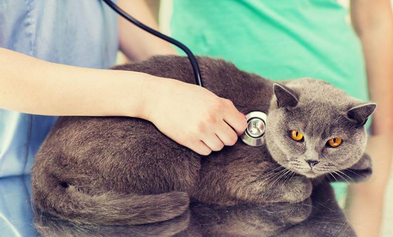 Kidney disease in cats