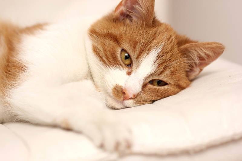 Kidney disease in cats