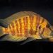 Julidochromis Dickfeld