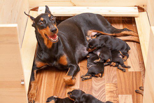 German Pinscher mom and puppies