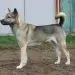 Taigan (Kyrgyz Sighthound/Greyhound)