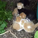 Kitten care without a cat
