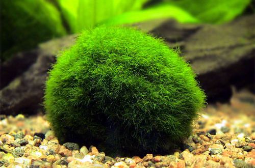 Kladofora spherical