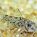 Corydoras Knight