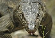Komodo monitor lizard