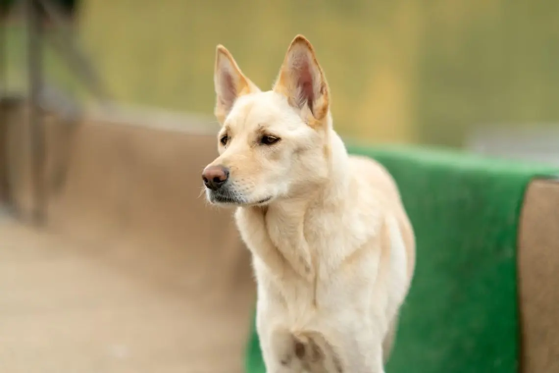 Korean Jindo