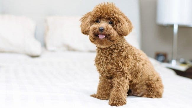 Curly Dog Breeds