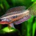 Giant Gourami