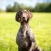 Curly Coated Retriever