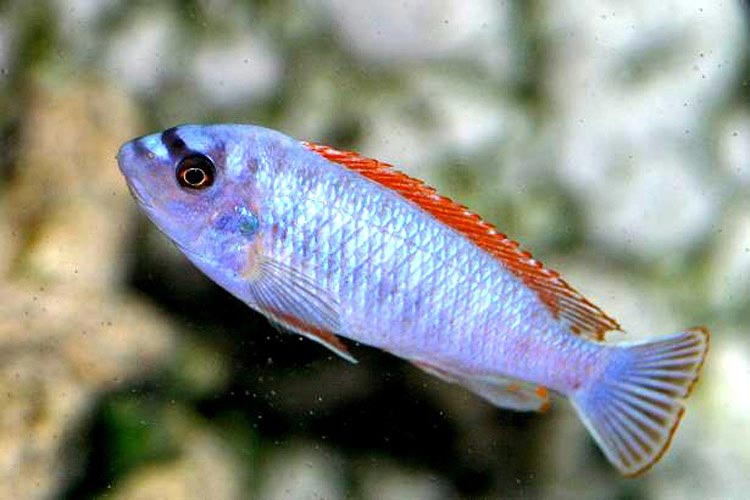 Labeotropheus