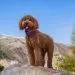 Lagotto Romagnolo