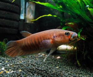 labyrinth fish