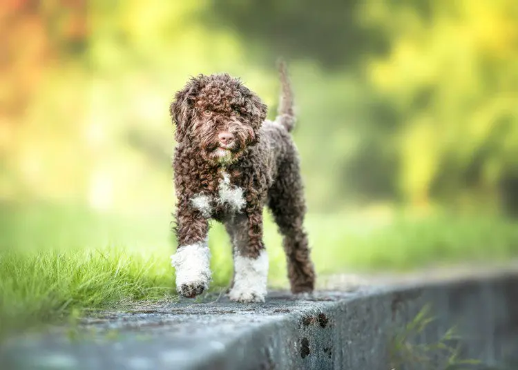 Lagotto Romagnolo