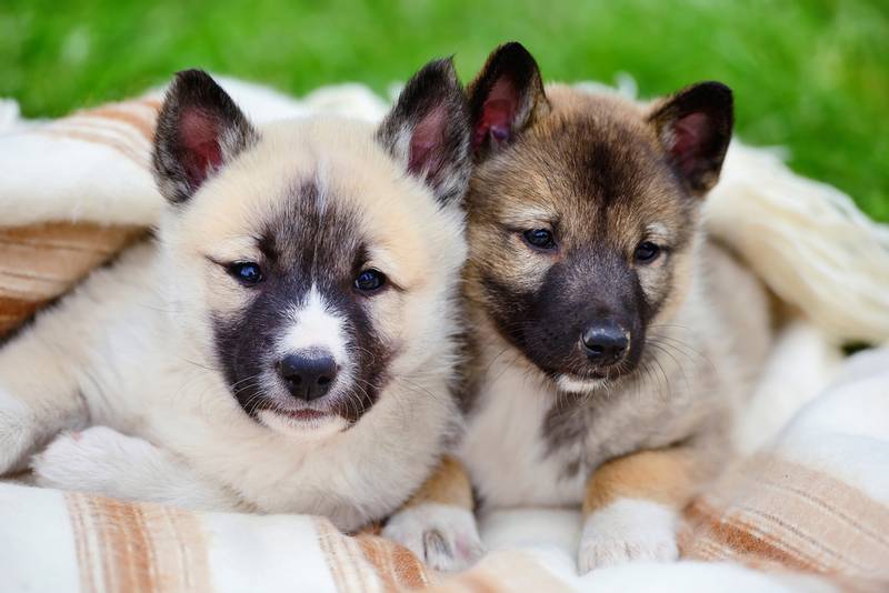 West Siberian Laika puppies