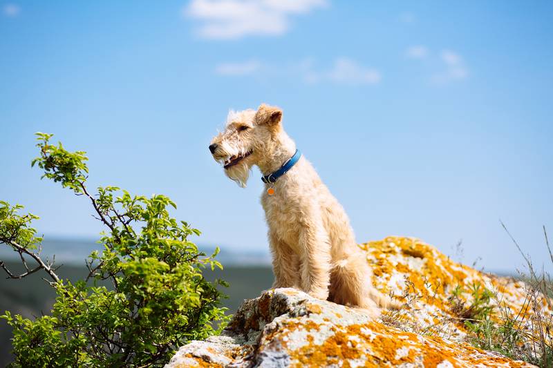 Lakeland Terrier on the rock