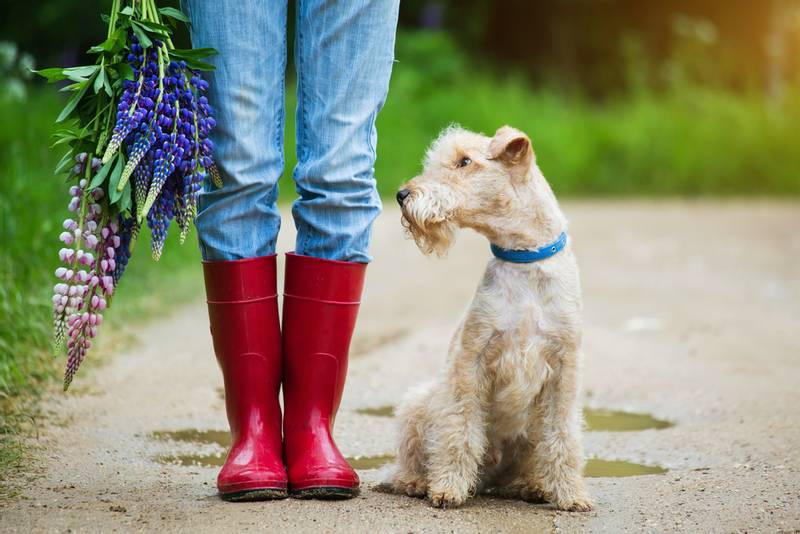 Lakeland Terrier with the owner