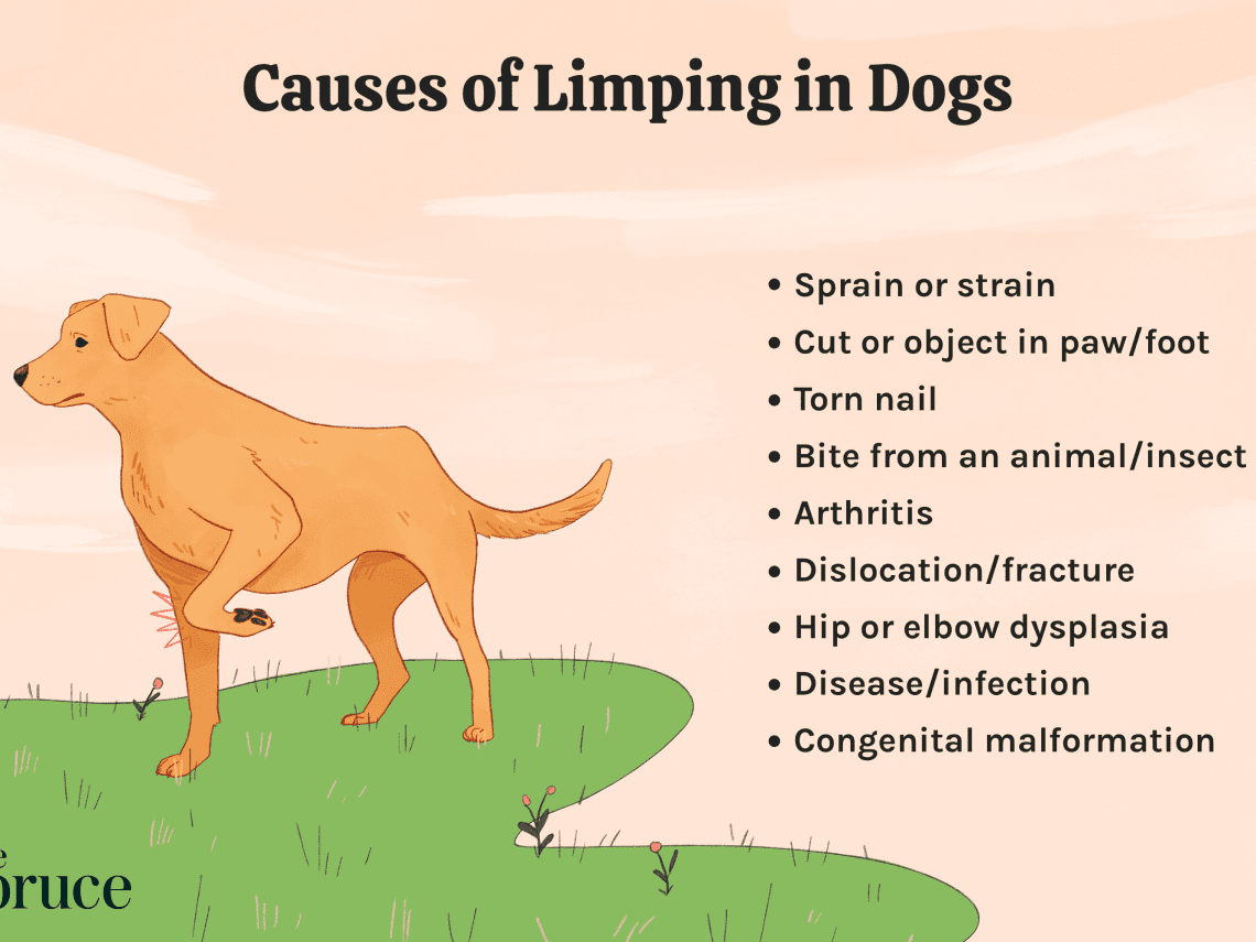 Lameness in small breed dogs
