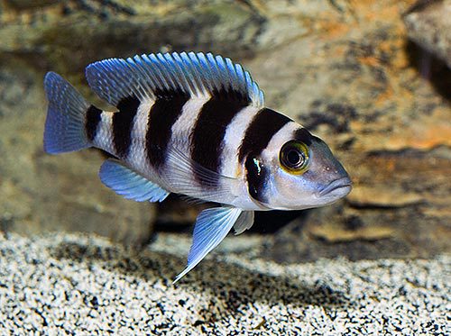 Lamprologus blue