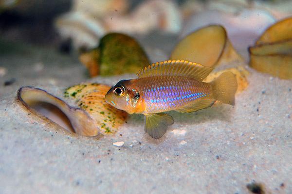 Lamprologus ocellatus