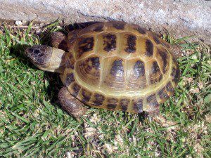 Land Central Asian tortoise, maintenance and care