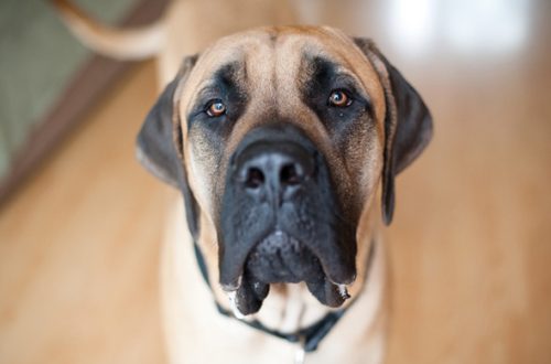 Large breed dogs for keeping in an apartment