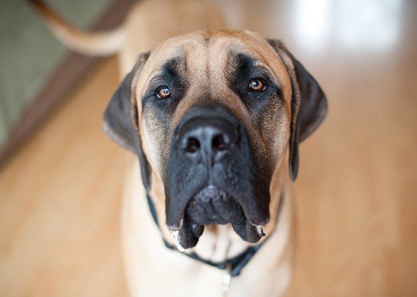 Large breed dogs for keeping in an apartment