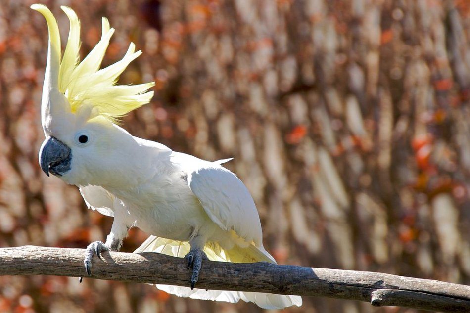 Large yellow-crested parrot