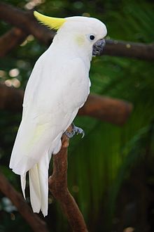 Grande pappagallo a cresta gialla