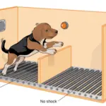 Learned helplessness in dogs